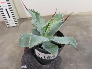 2168 「多肉植物」アガベ ポタトラム “スポーン” 植え【発根・リュウゼツラン・ Agave potatorum “spawn”】