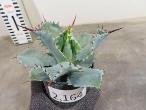 2164 「多肉植物」アガベ ポタトラム “スポーン” 植え【発根・リュウゼツラン・ Agave potatorum “spawn”】