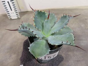 2157 「多肉植物」アガベ ポタトラム “スポーン” 植え【発根・リュウゼツラン・ Agave potatorum “spawn”】