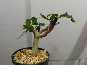 2631 「塊根植物」ボスウェリア　ナナ 植え【多分発根開始・Boswellia nana・希少・多肉植物】