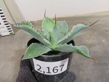 2167 「多肉植物」アガベ ポタトラム “スポーン” 植え【発根・リュウゼツラン・ Agave potatorum “spawn”】_画像1