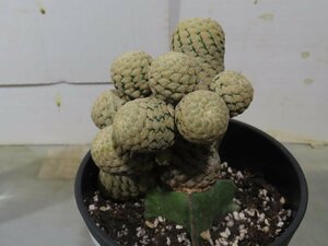 4005 「多肉植物I」ユーフォルビア ピスキデルミス 植え【発根甘め・接ぎ木・Euphorbia piscidermis】