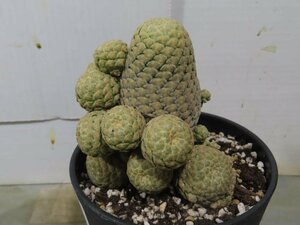 4006 「多肉植物I」ユーフォルビア ピスキデルミス 植え【発根甘め・接ぎ木・Euphorbia piscidermis】