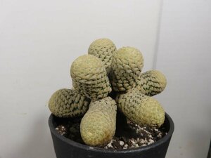 6511 「多肉植物I」ユーフォルビア ピスキデルミス 植え【発根甘め・接ぎ木・Euphorbia piscidermis】