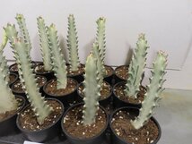 6533 「多肉植物I」ユーフォルビア ホワイトゴースト 15株セット【美株・発根・Euphorbia White Ghost】_画像4