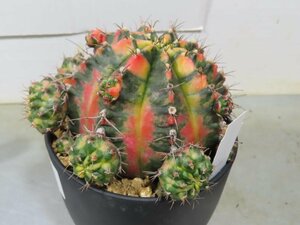 8421 「多肉植物I」ギムノカリキウム ミハノビッチ 植え【発根・美株・Gymnocalycium mihanovichii・サボテン】