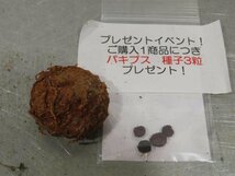 4179 「塊根植物」ドルステニア エレンベッキアナ 抜き苗【購入でパキプス種子プレゼント・畑地植え株・自社養生株・ellenbeckiana】_画像1