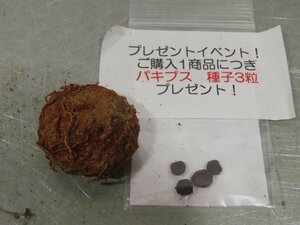 4179 「塊根植物」ドルステニア エレンベッキアナ 抜き苗【購入でパキプス種子プレゼント・畑地植え株・自社養生株・ellenbeckiana】