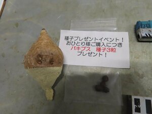 5168 「多肉植物」ユーフォルビア フィッシュスケール 抜き苗【塊根植物・E.fish bone・購入でパキプス種子プレゼント】