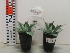 5047 「多肉植物」アガベ ポタトラム “スポーン” 2株セット【発根・ Agave potatorum “spawn”・購入でパキプス種子プレゼント】