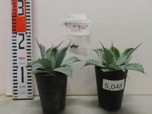 5048 「多肉植物」アガベ ポタトラム “スポーン” 2株セット【発根・ Agave potatorum “spawn”・購入でパキプス種子プレゼント】