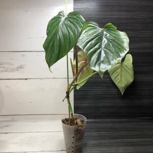 フィロデンドロン プロウマニー ブラックフェース | Philodendron Plowmanii Black Face | アンスリウム モンステラ アロカシア 