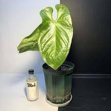 アンスリウム ギガンテウム ヴェルデ | Anthurium Giganteum Verde Form |　アロカシア モンステラ フィロデンドロン