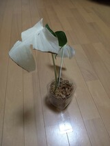 ^_^　極斑入　モンステラホワイトタイガー　トップカット気根付き　　斑入りモンステラ　monstera 　_画像3