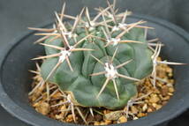 原種サボテン ギムノカリキウム・オリエンターレ・ヴィクロヴィ VG476 / Gymnocalycium orientale var. vikulovii VG476_画像5