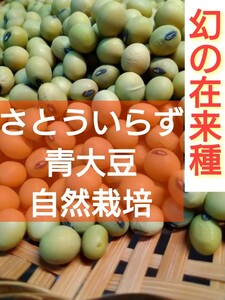 送料込！大豆　さといらず　さとういらず　無農薬　自然栽培　伊豆産