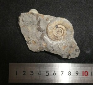 北海道産　アンモナイト　化石　ゴードリセラス　テヌイリラタム　植物の葉と貝の印象化石付き　