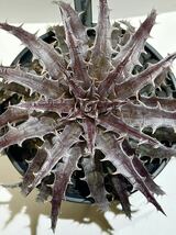 ディッキアDyckia ‘Battle Hatchet’_画像1