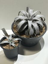 ディッキア Dyckia bone × hu-5 子株付き_画像5