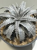 ディッキア Dyckia bone × hu-5 子株付き_画像7