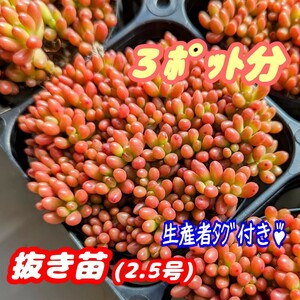 ◆送料無料◆【抜き苗】虹の玉 2.5号モリモリ！ 3ポット分♪ 多肉植物 セダム 紅葉 プレステラ プラ鉢