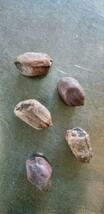 落花生　シロンスの黒いピーナッツ　種10粒　自家採種　農薬不使用　動物性の堆肥不使用_画像2