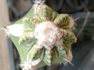 ３　アズテキウム　花篭/ サボテン　多肉植物