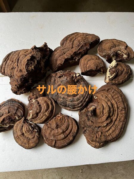 サルの腰かけ