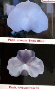 洋蘭 原種 地性蘭 野生蘭 パフィオ Paph.niveum ('Snow Blind' x '2014CY') 大輪丸型花が咲いている最新実生