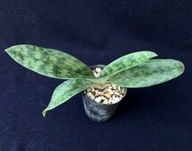 洋蘭 原種 地生蘭 野生蘭 パフィオ Paph.callosum vinicolor x sib 最新実生 株元の色素有り_画像2