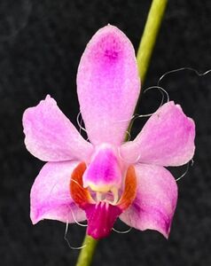 洋蘭 原種 着生蘭 野生蘭 コチョウラン Phal.(Dor.) pulcherrima A (Laos Dwarf Type) 同種の中でも特に小型