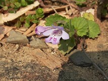 カキドオシ　垣通し　ハーブ　薬草　山野草　グランドカバー_画像1