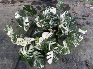 超最高級 希少 モンステラボルシギアナ ホワイトタイガーおまとめ5株Varigated Monstera Borsigana white tiger 