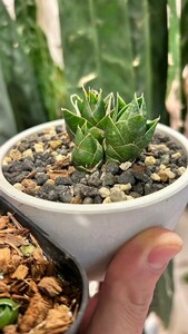 super dwarf sansevieria lotus dwarf サンセベリア　サンスベリア　検)アガベ、多肉植物