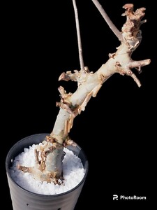 【インテリア】【現地株】【発根済】【現品】1円スタート コミフォラ　ボルトジアナ　commiphora holtziana《大きめLL size》驚愕極太株