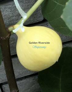 イチジク　品種Golden Riverside幼苗(収穫確認済み)
