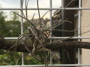 ☆チランジア「Tillandsia recurvata 種子 20粒」チランジア レクルバータ 送料無料☆