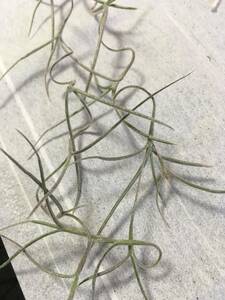 ☆チランジア「Tillandsia usuneoides 種子 ひと鞘分」ウスネオイデス☆