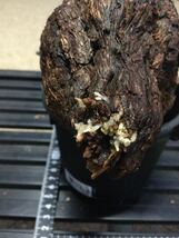 Pelargonium triste　ペラルゴニウム・トリステ　⑥ 塊根　冬型植物　ビザールプランツ_画像4