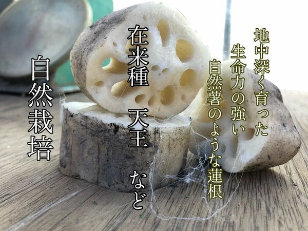 れんこん　在来種　1.6Kg