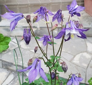 オダマキ　種　30粒　明るい 紫に白　2023 5月採取　同梱歓迎