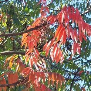 ハゼ　30粒　種　ハゼノキ　ハゼの実　ウルシ科　紅葉　落葉樹　庭木　盆栽　小品盆栽　苔玉　同梱歓迎