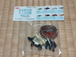 原色爬虫類カメ目図鑑　原色図鑑シリーズ　yujin　トゲヤマガメ