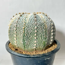 【アストロフィツム 兜丸 Astrophytum】サボテン コーデックス 塊根植物　多肉植物　パキポディウム　アガベ_画像1