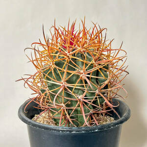 【フェロカクタス　赤刺金冠竜　Ferocactus 】サボテン　コーデックス　塊根植物　多肉植物　パキポディウム アガベ ビカクシダ