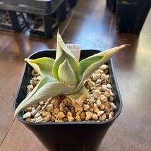 アガベ ドラゴントゥースAgave pygmaea Dragontoes 子株 多肉植物 塊根植物 観葉植物_画像4