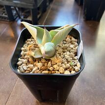 アガベ ドラゴントゥースAgave pygmaea Dragontoes 子株 多肉植物 塊根植物 観葉植物_画像5