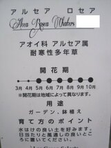 八重咲のアルセア苗『チャターズイエロー』　10.5CMポット　耐寒性宿根草　タチアオイ_画像3