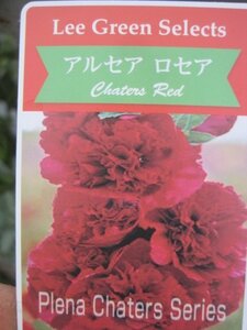 八重咲のアルセア苗『チャターズ　レッド』　10.5CMポット　耐寒性宿根草　タチアオイ