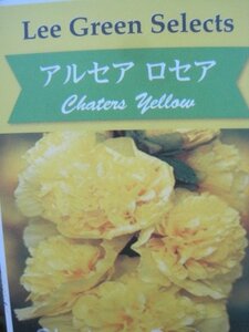 八重咲のアルセア苗『チャターズイエロー』　10.5CMポット　耐寒性宿根草　タチアオイ